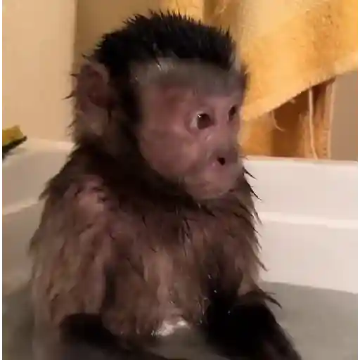 monos 🐵 preview