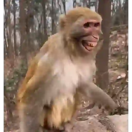 monos 🐵 preview