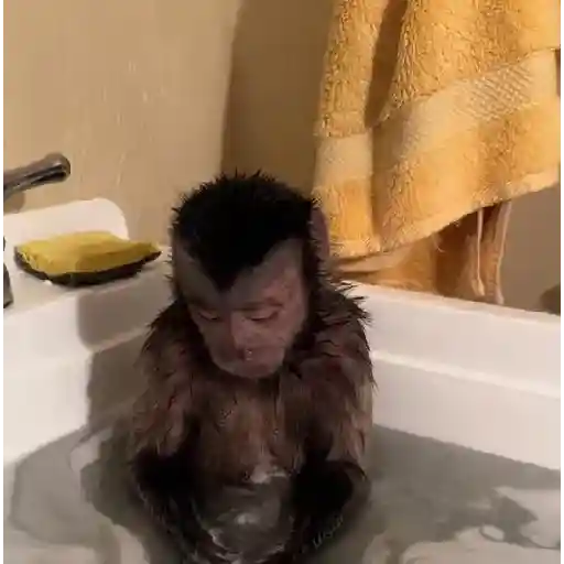 monos 🐵