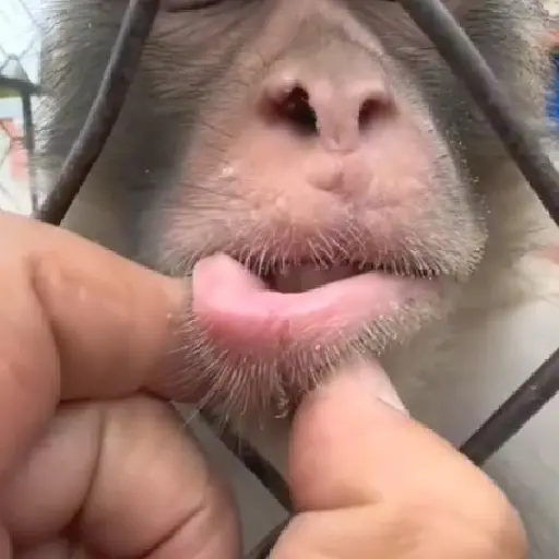 monos 🐵