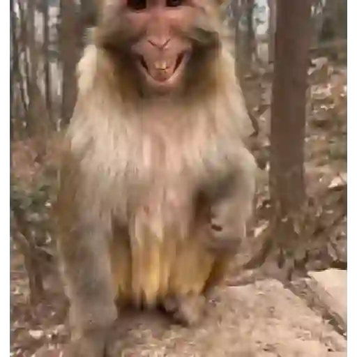 monos 🐵