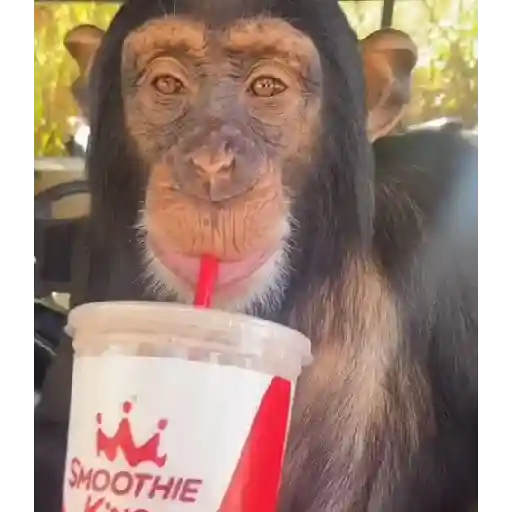 monos 🐵