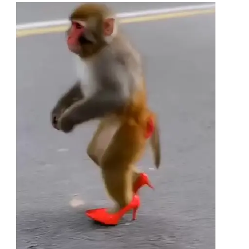 monos 🐵
