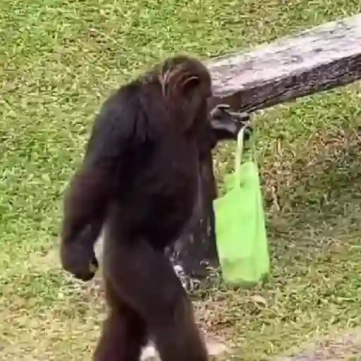 monos 🐵