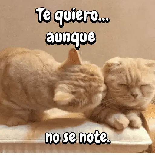 FuNnY MeMes con texto ✨