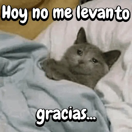 FuNnY MeMes con texto ✨