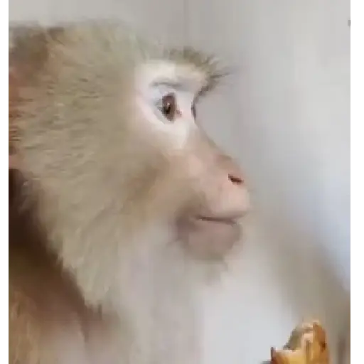 Monos monitos para el chat ‼️🗣
