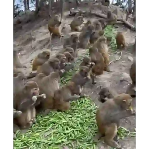 Monos monitos para el chat ‼️🗣