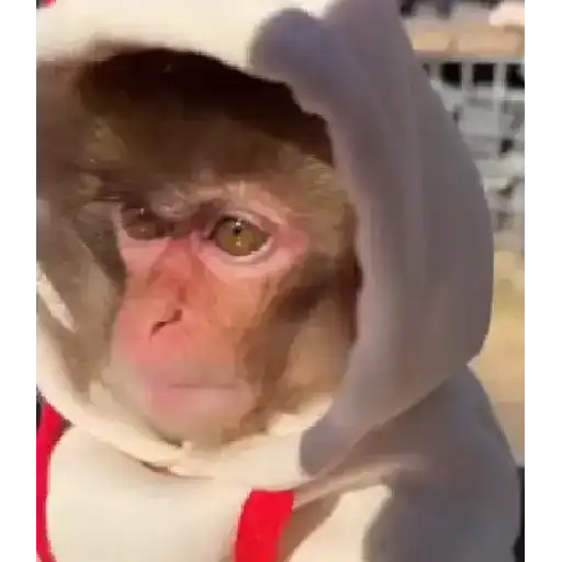 Monos monitos para el chat ‼️🗣