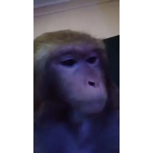 Monos monitos para el chat ‼️🗣