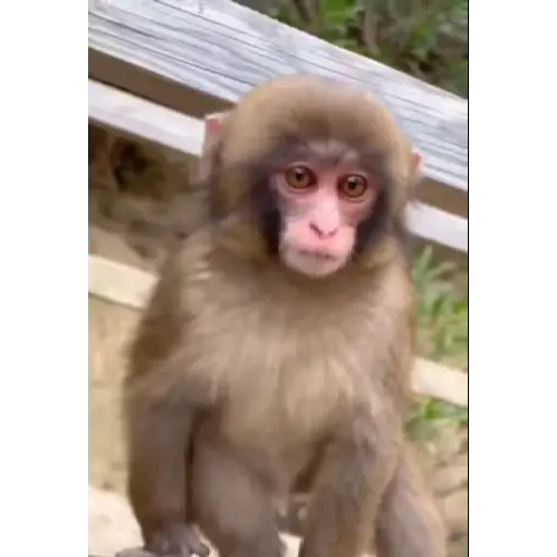 Monos monitos para el chat ‼️🗣 preview