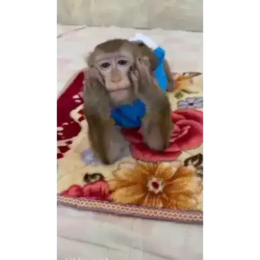 Monos monitos para el chat ‼️🗣