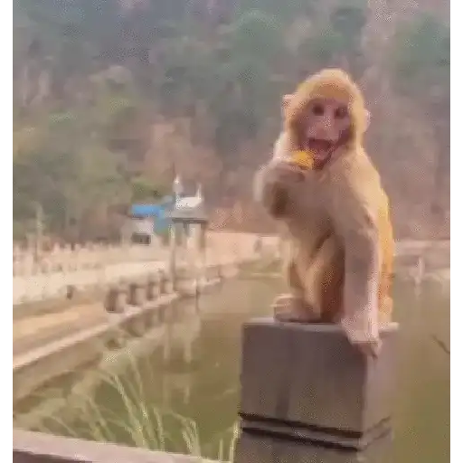 Monos monitos para el chat ‼️🗣