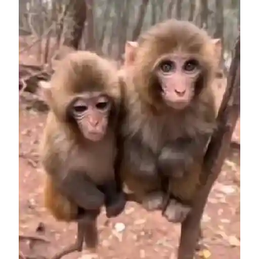 Monos monitos para el chat ‼️🗣