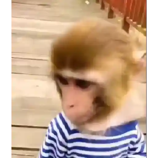 Monos monitos para el chat ‼️🗣