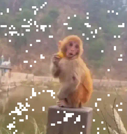 Monos monitos para el chat ‼️🗣 preview