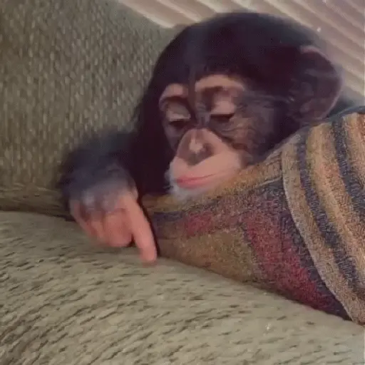 🙉Monos 🙊🐵