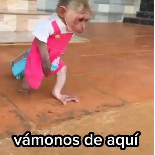 🙉Monos 🙊🐵