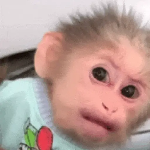 🙉Monos 🙊🐵