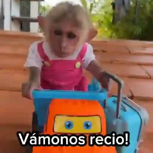 🙉Monos 🙊🐵