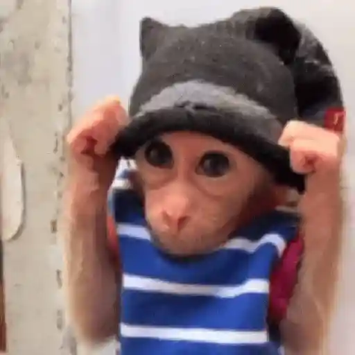 🙉Monos 🙊🐵