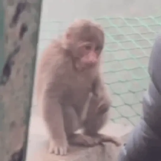 🙉Monos 🙊🐵