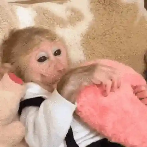 🙉Monos 🙊🐵