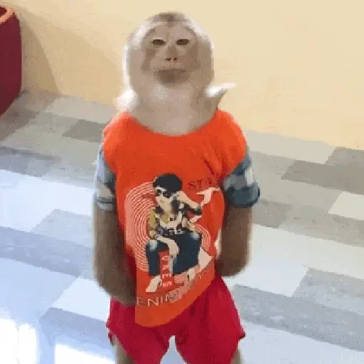 🙉Monos 🙊🐵