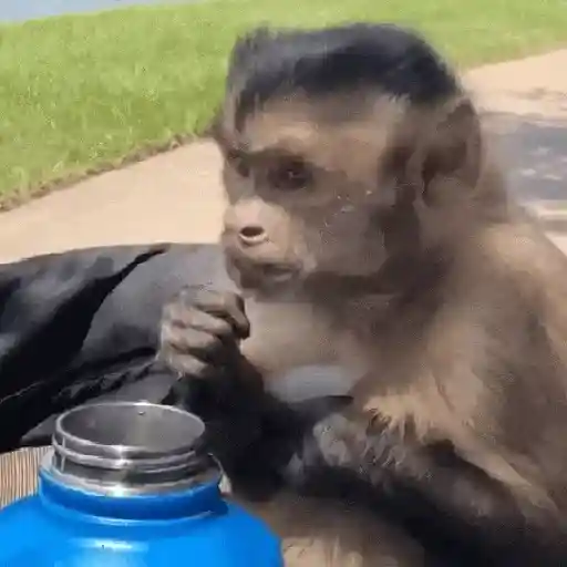 🙉Monos 🙊🐵