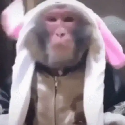 🙉Monos 🙊🐵