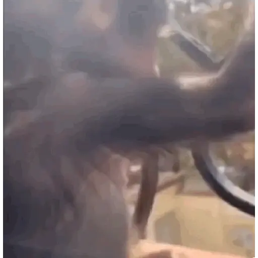 🙉Monos 🙊🐵