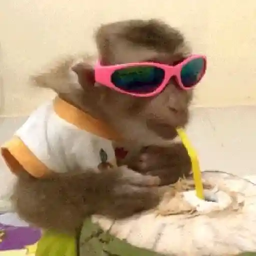 🙉Monos 🙊🐵