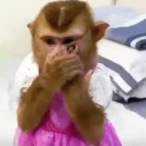 🙉Monos 🙊🐵
