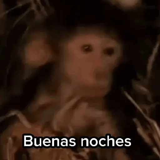 🙉Monos 🙊🐵