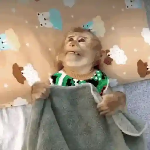 🙉Monos 🙊🐵