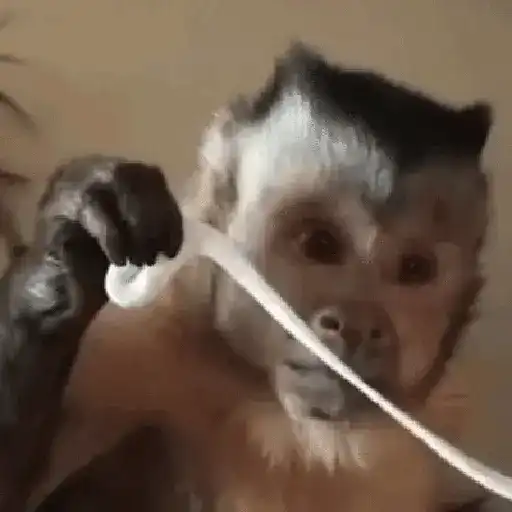 🙉Monos 🙊🐵