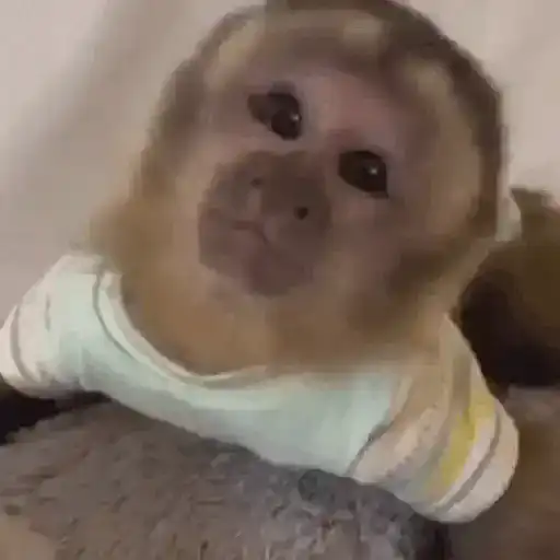 🙉Monos 🙊🐵