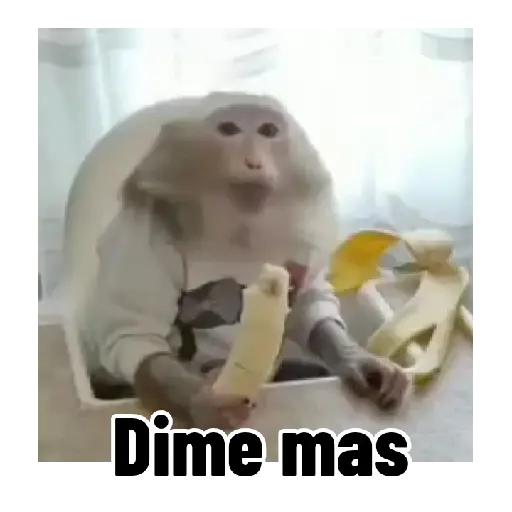 Frases estilo mono 🙈🙉