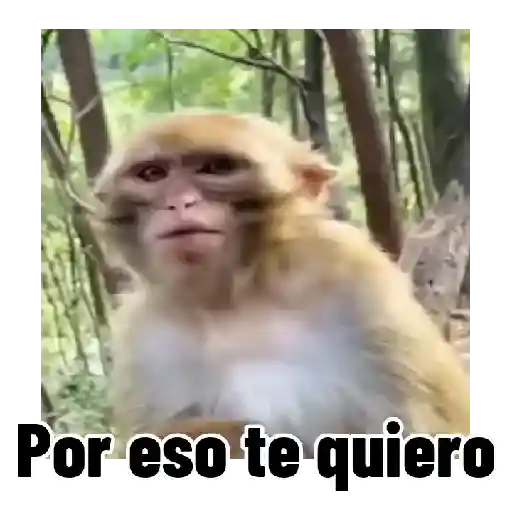 Frases estilo mono 🙈🙉