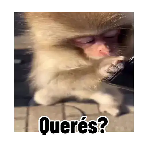 Frases estilo mono 🙈🙉