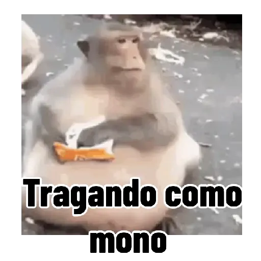 Frases estilo mono 🙈🙉