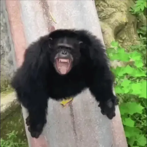 🐒 Monos Random 2 🇲🇽