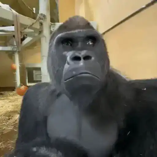 🐒 Monos Random 2 🇲🇽