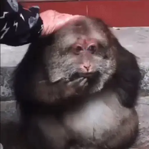 🐒 Monos Random 2 🇲🇽