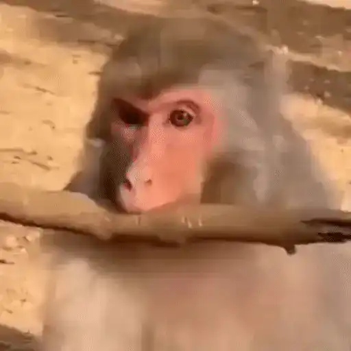 🐒 Monos Random 2 🇲🇽