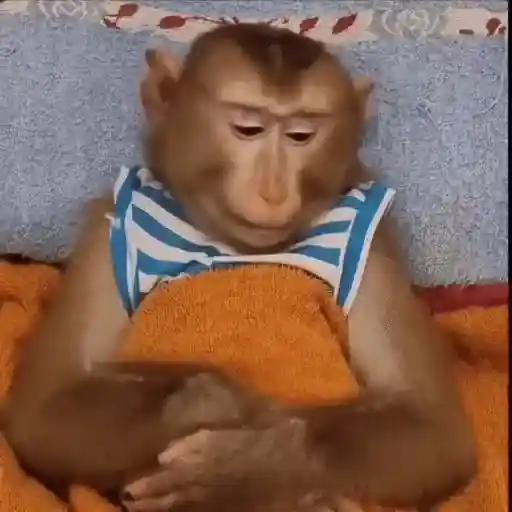 🐒 Monos Random 2 🇲🇽
