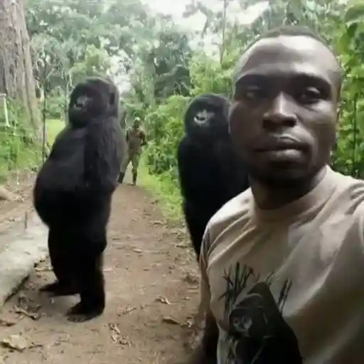 🐒 Monos Random 2 🇲🇽