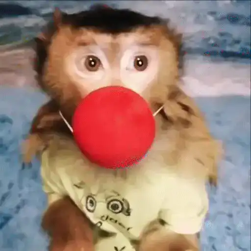 🐒 Monos Random 2 🇲🇽