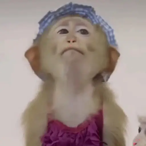 🐒 Monos Random 2 🇲🇽