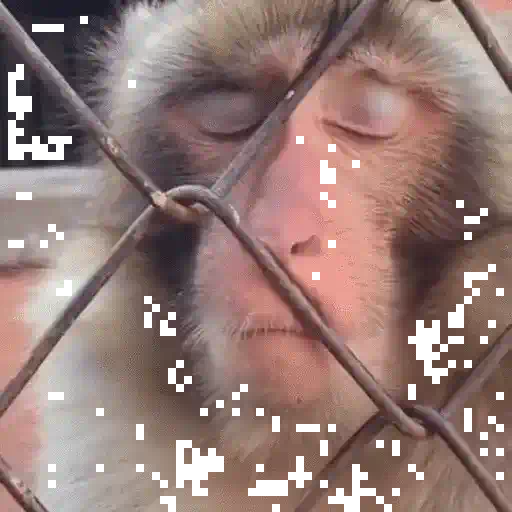 🐒 Monos Random 2 🇲🇽 preview